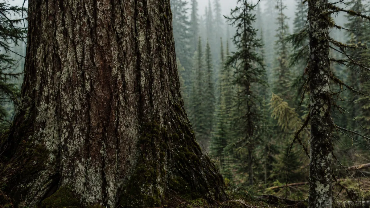 Forêt boréale étendue : biodiversité et rôle écologique